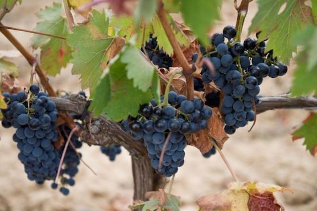 24-Marques de Riscal_ Harvest in Rioja (8)