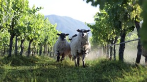 veramonte-vineyard