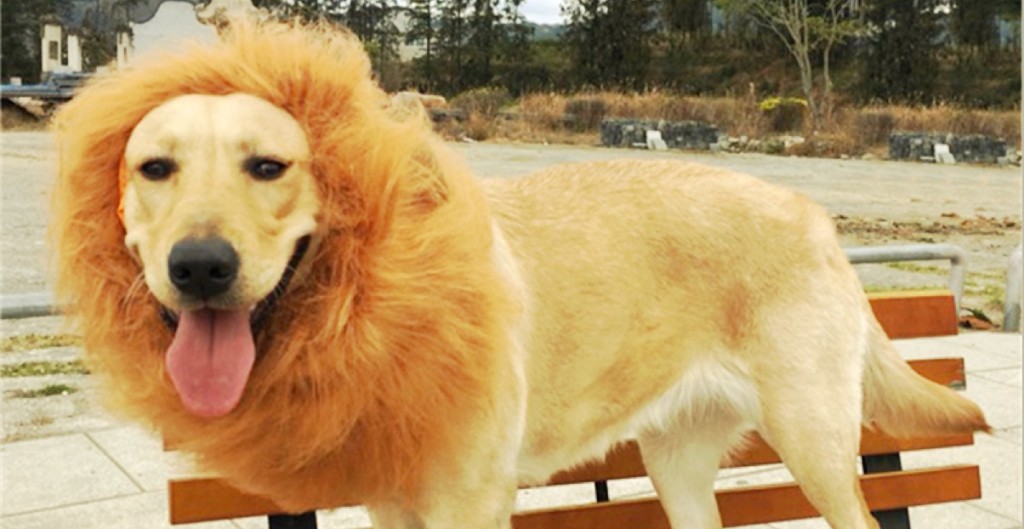 dog-lion