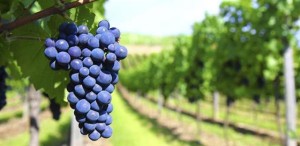 Uva-Monastrell-Demuerte-Wine-by-WineryOn