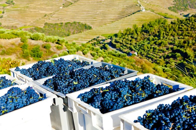 grapes-harvest-douro-valley