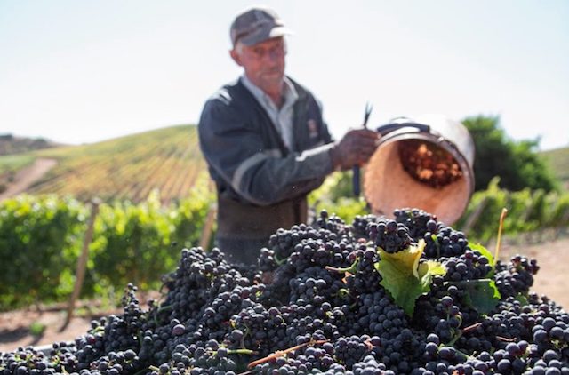 Viña-Leyda-winery-and-harvesting-of-Pinot-Noir-in-Leyda-w-1024x676@2x