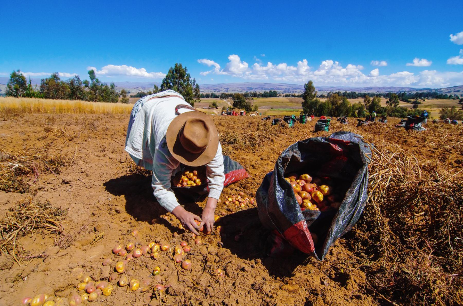 Segunda Reforma Agraria: ¿es realmente lo que necesita el país?